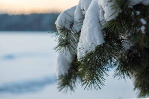 Spruce branch in the snow