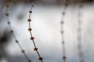 Сlose up branch made by Nikita Zakharkin