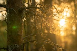 Sunset in the forest - Captured by Nikita Zakharkin